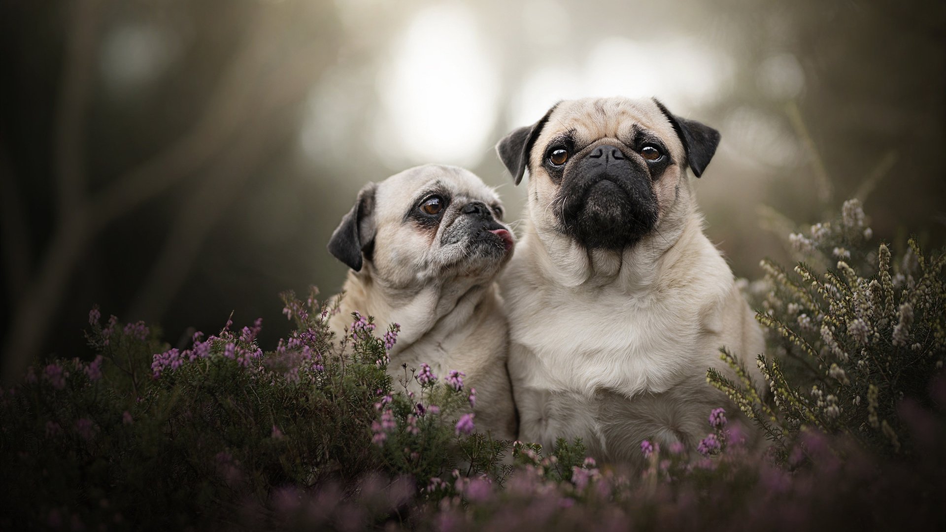 开云ky官网-争冠悬念升级:五大联赛积分榜最新排名,五大联赛最终积分榜