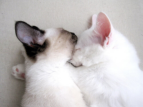 开云体育入口-争冠焦点:英超前四名的“终极较量”