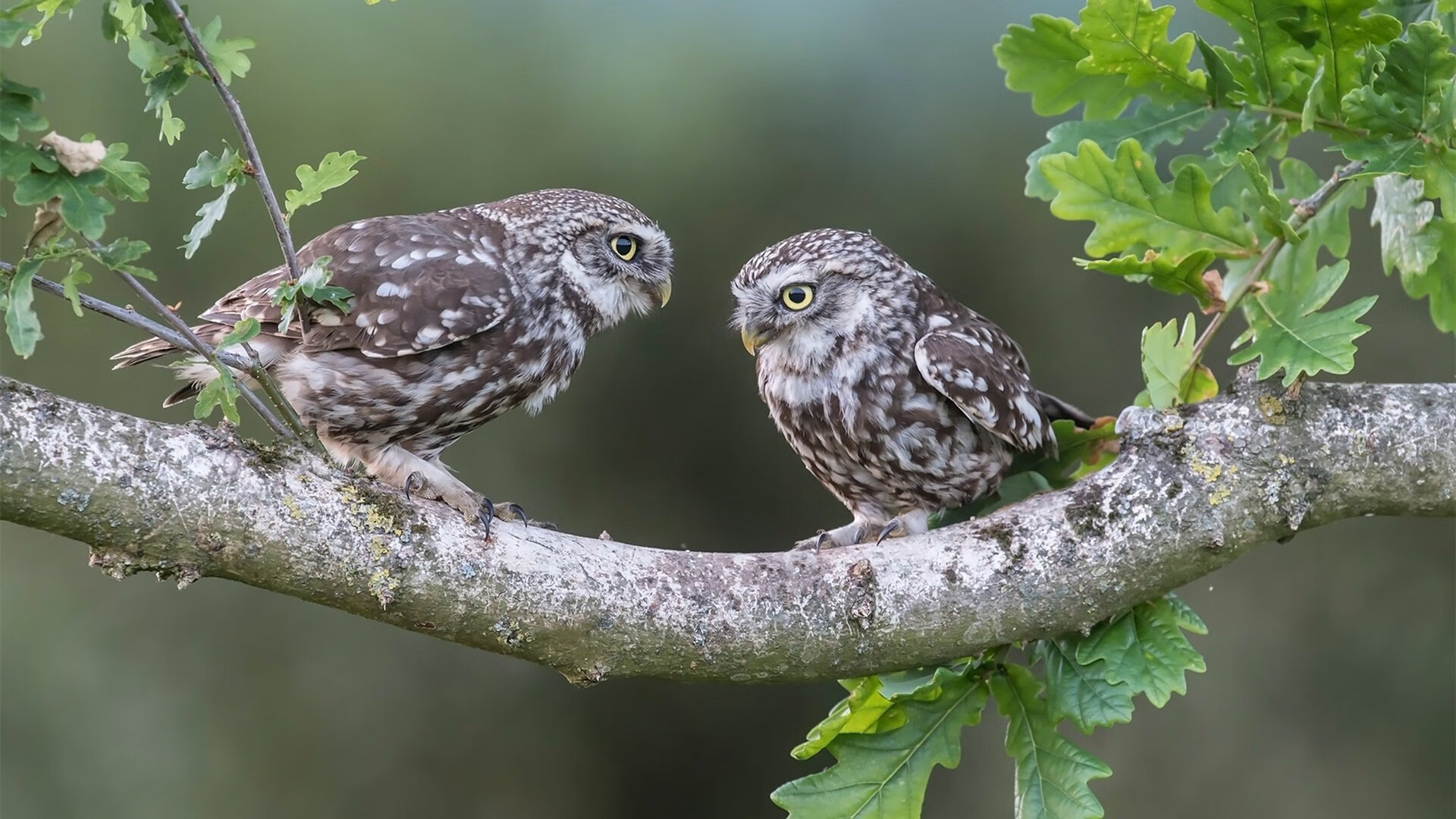 开云app-体育场馆设备智能升级计划，体育场馆设备智能升级计划方案