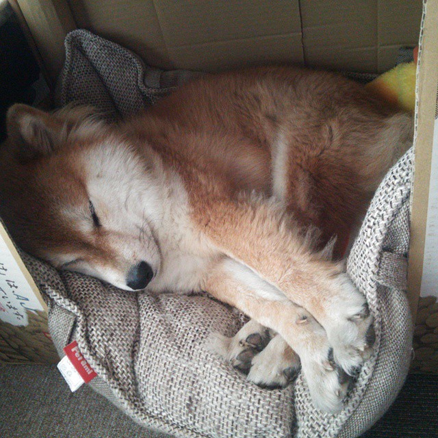 开云体育官网-篮球专项技能动作运动控制机制分析与应用,篮球运动主要技术动作方法及其运用