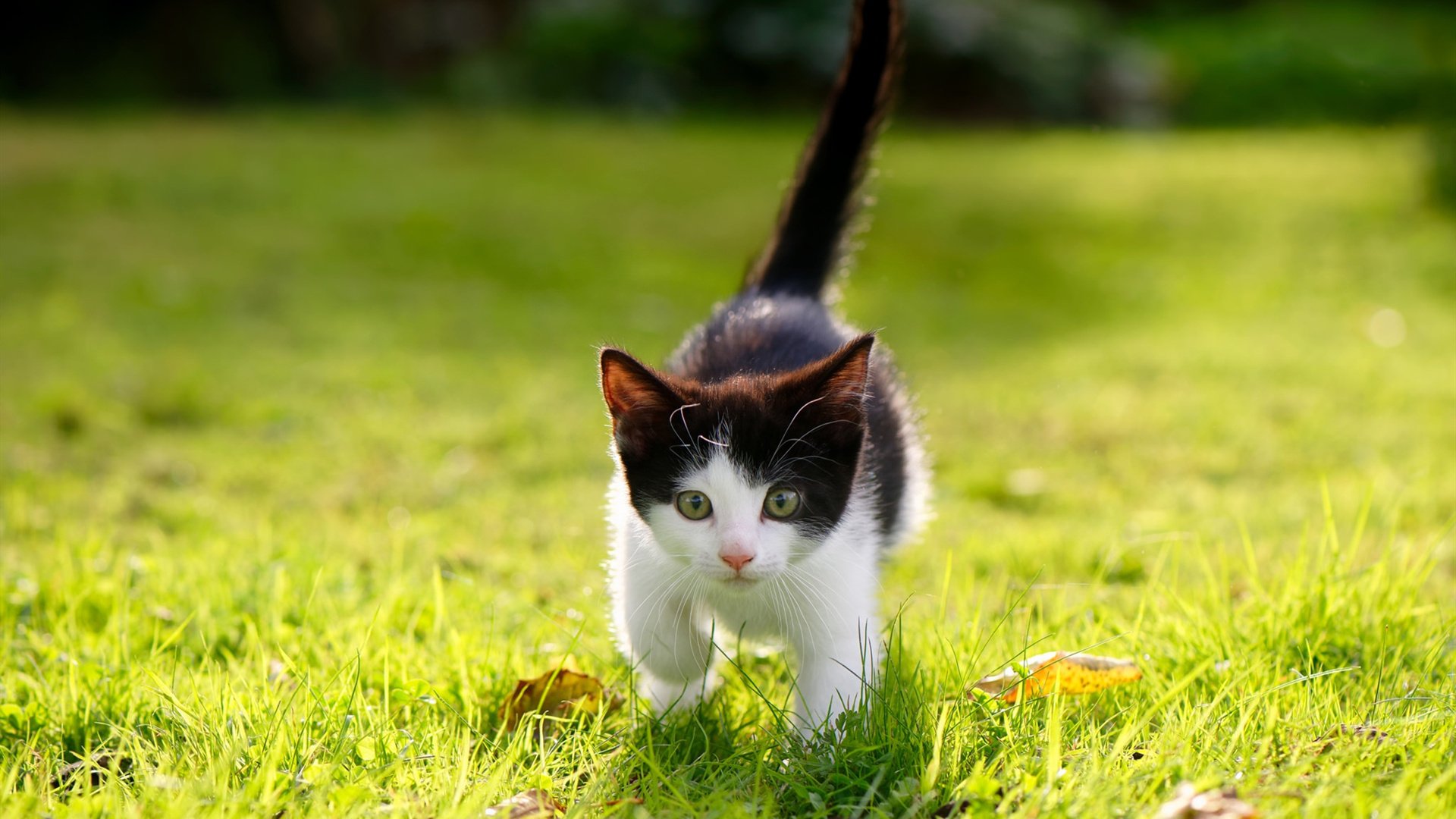 开云体育在线下载-世界划手会师成都,共绘湖上竞技图