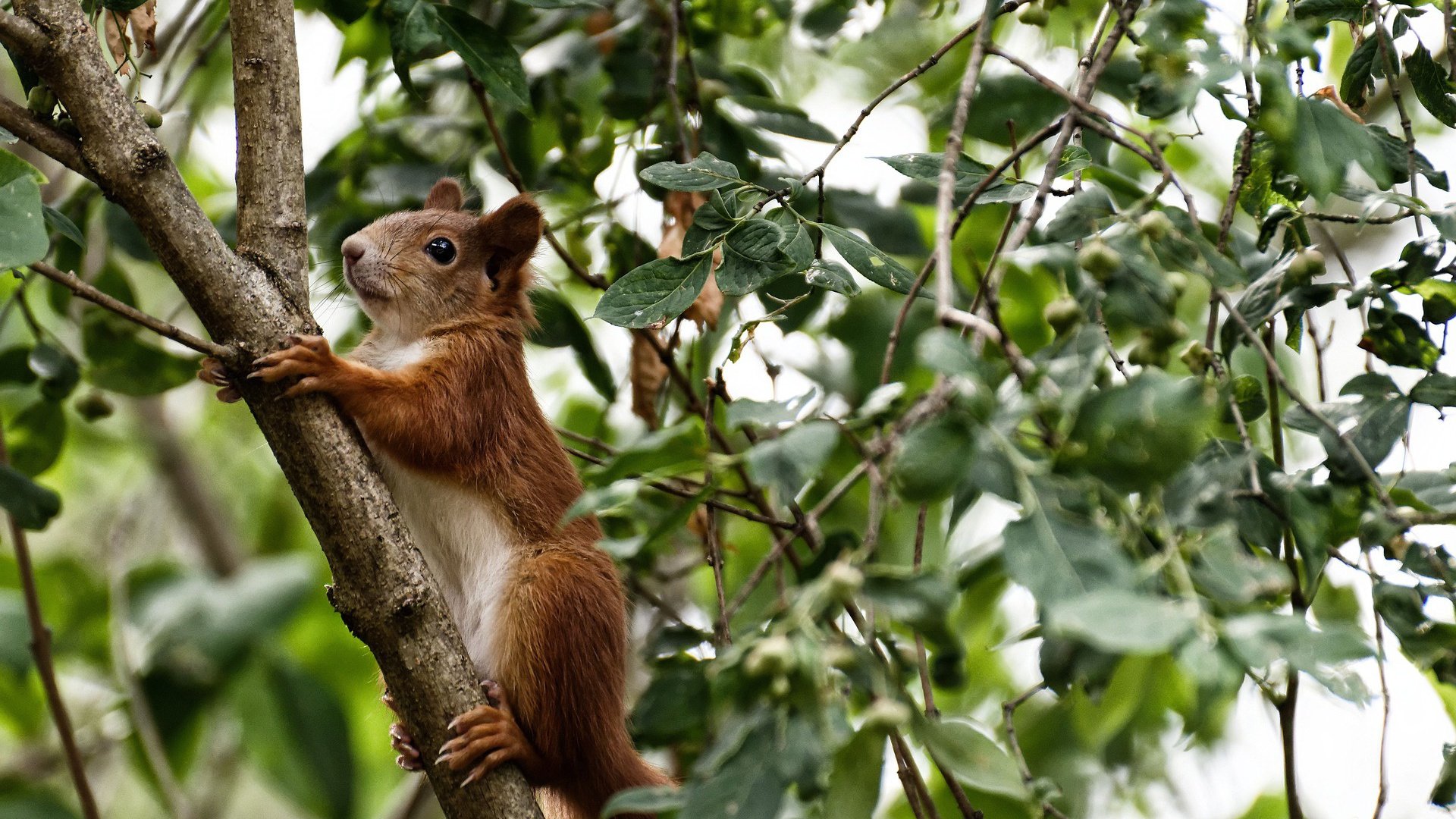 开云体育在线-加拿大队在国际乒联混合团体世界杯中的表现分析与评价,加拿大国家队乒乓球