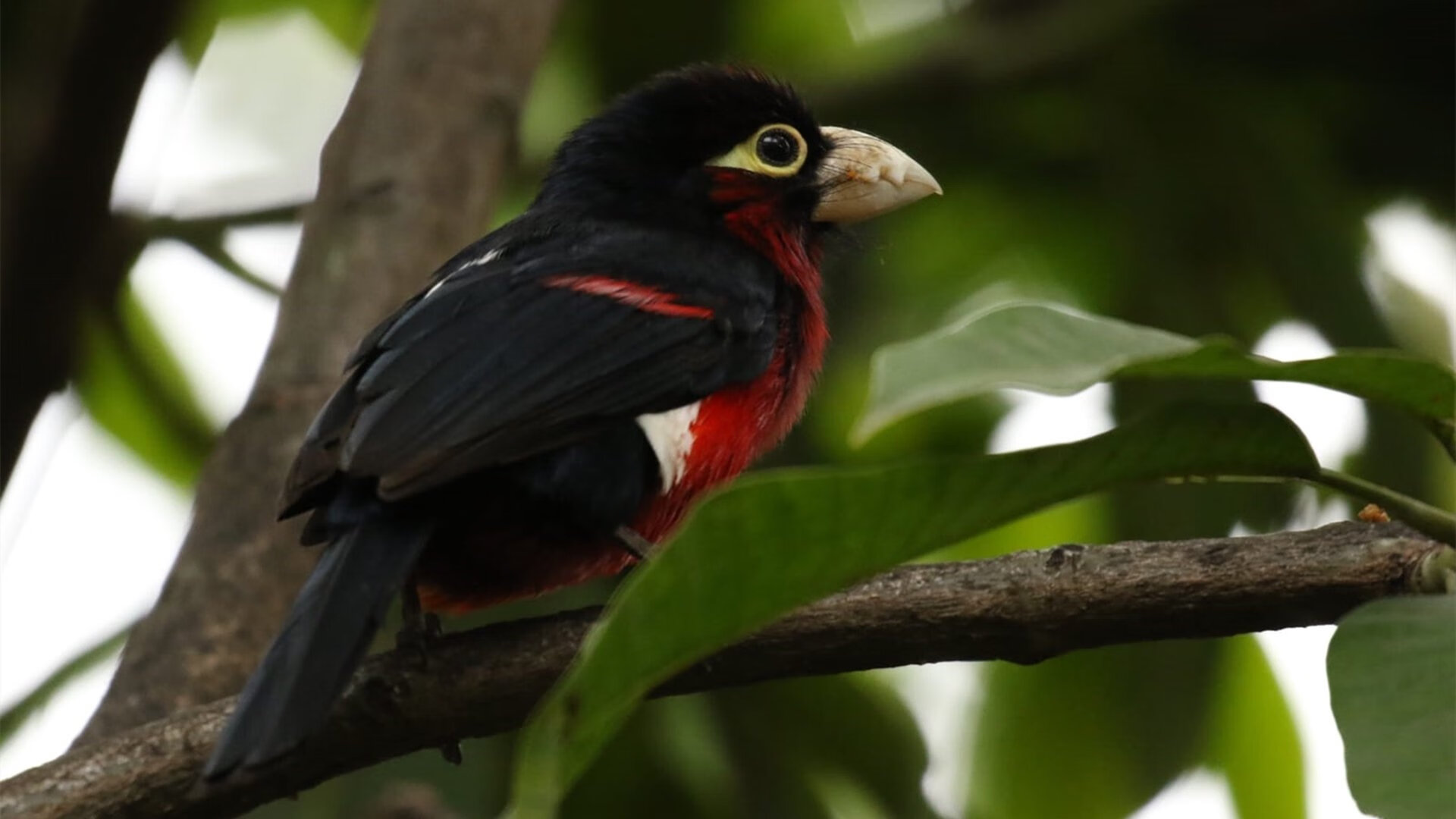 开云体育官网下载-自由泳冲刺阶段技术动作更有力,自由泳短距离冲刺