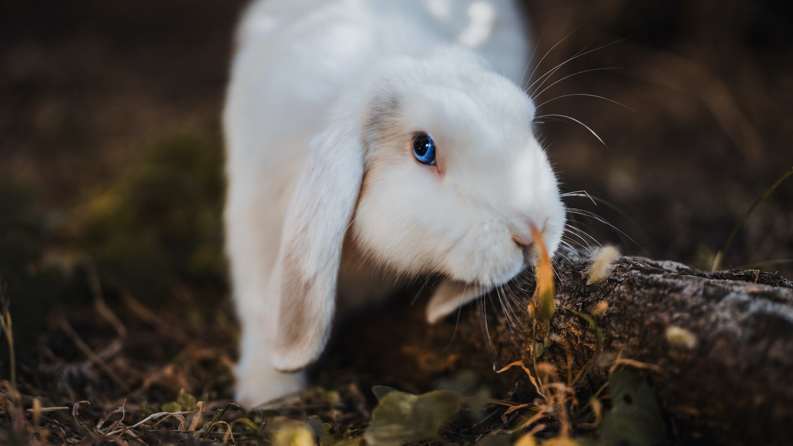 开云体育下载-国家队锋线位置竞争激烈多名年轻球员表现积极,国家队前锋怎么了