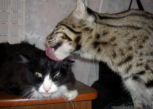 开云体育官网上-普里戈达完成关键一游 展现韧性，普里戈金百度百科