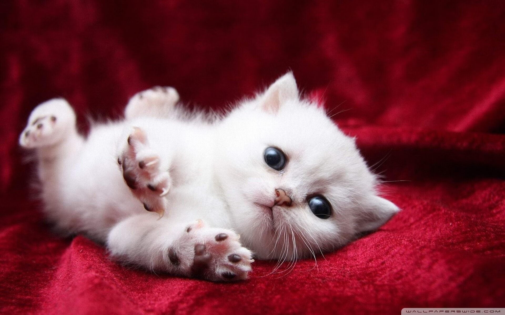 开云体育app-特斯·冯·迪克：南非队中场的战术核心，负责调度攻防转换，冯 斯特拉克