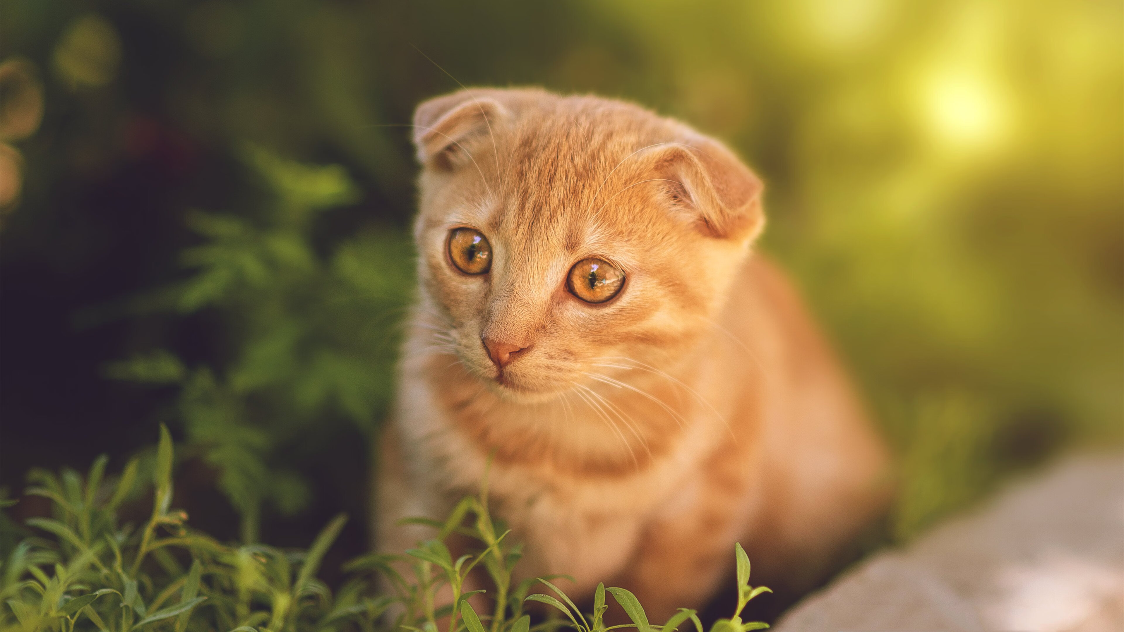 开运体育电脑版-维尔·冯·威克:南非队锋线的猛将,不断给对方防线带来威胁,维尔纳冯西门子简介