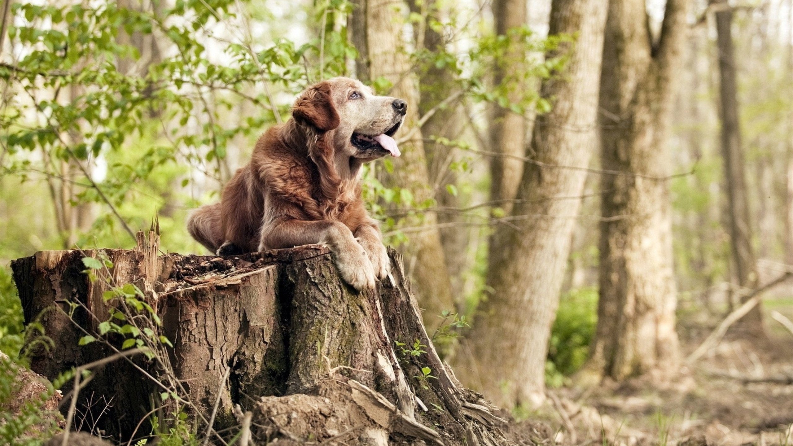 开云官网-CBA是否支持球队开展多样化的训练和康复项目,cba有哪些对